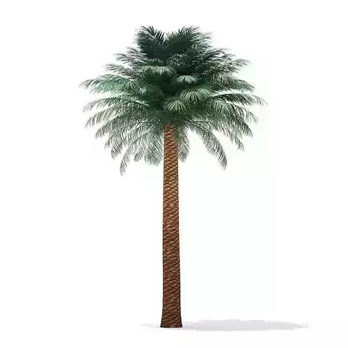 Silver Date Palm Tree 3D Model 8m