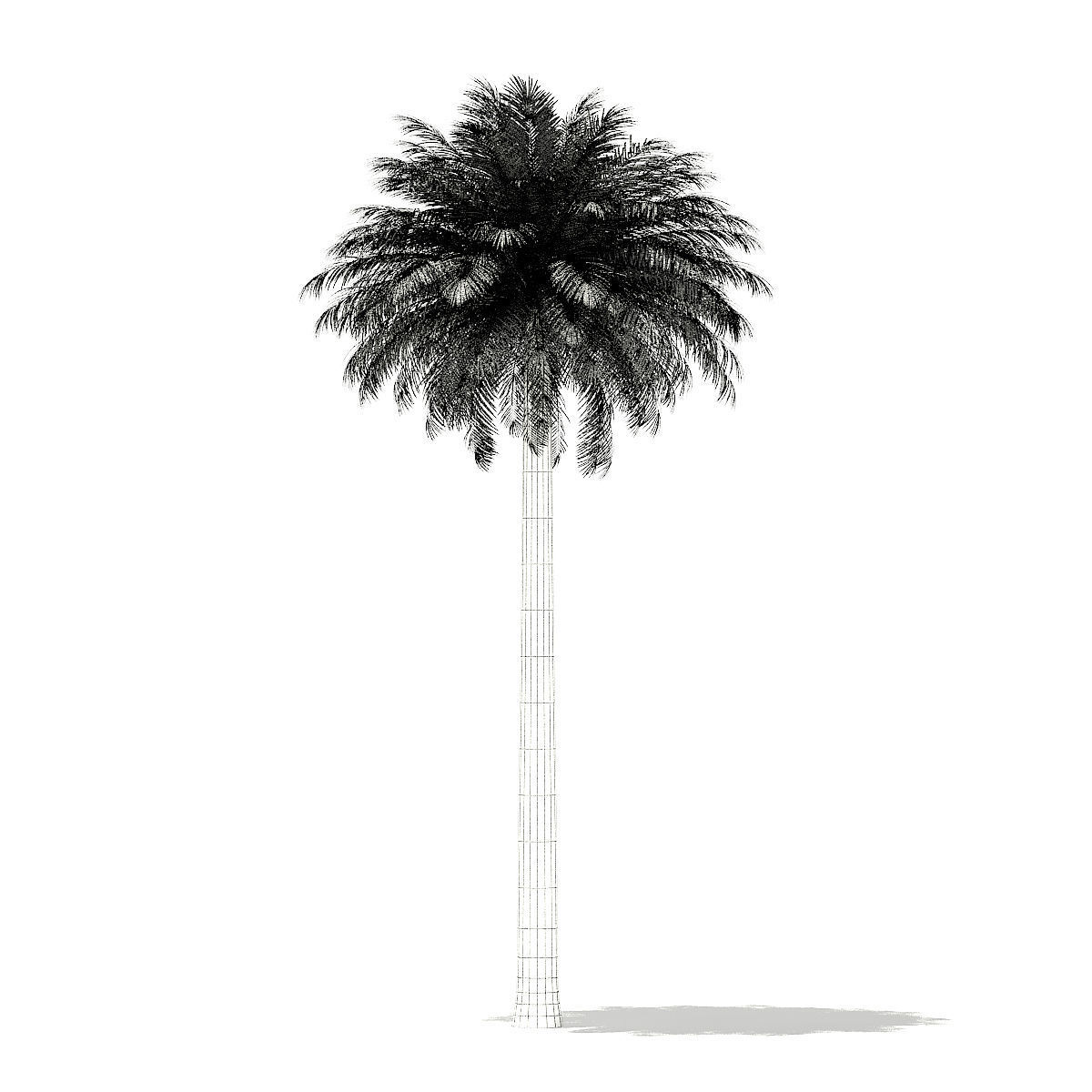 Silver Date Palm Tree 3D Model 11m 3D model_1