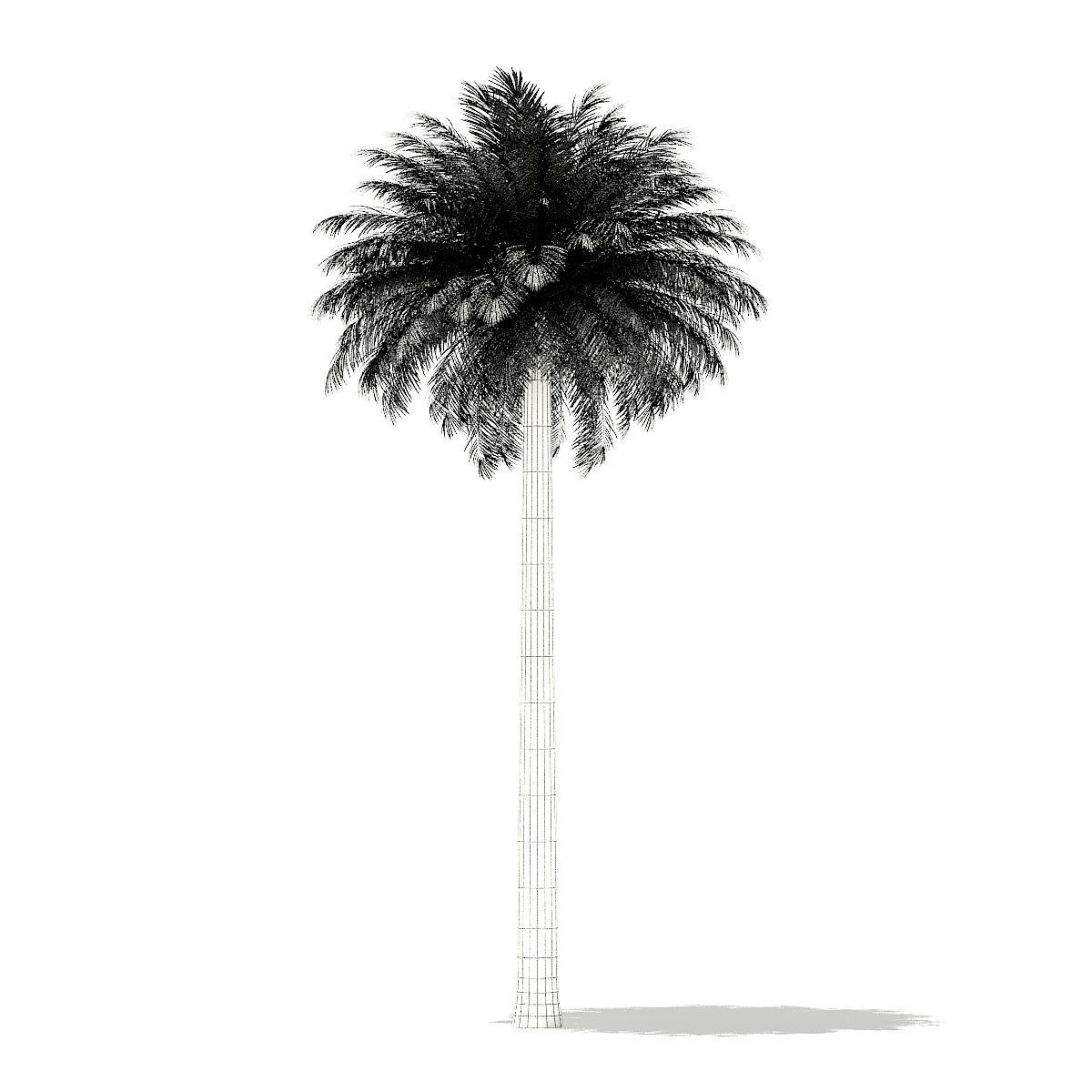 Silver Date Palm Tree 3D Model 11m 3D model_7