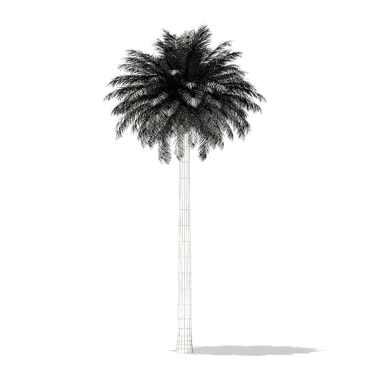 Silver Date Palm Tree 3D Model 11m 3D model_5