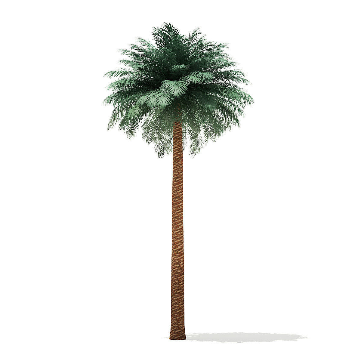 Silver Date Palm Tree 3D Model 11m 3D model_4