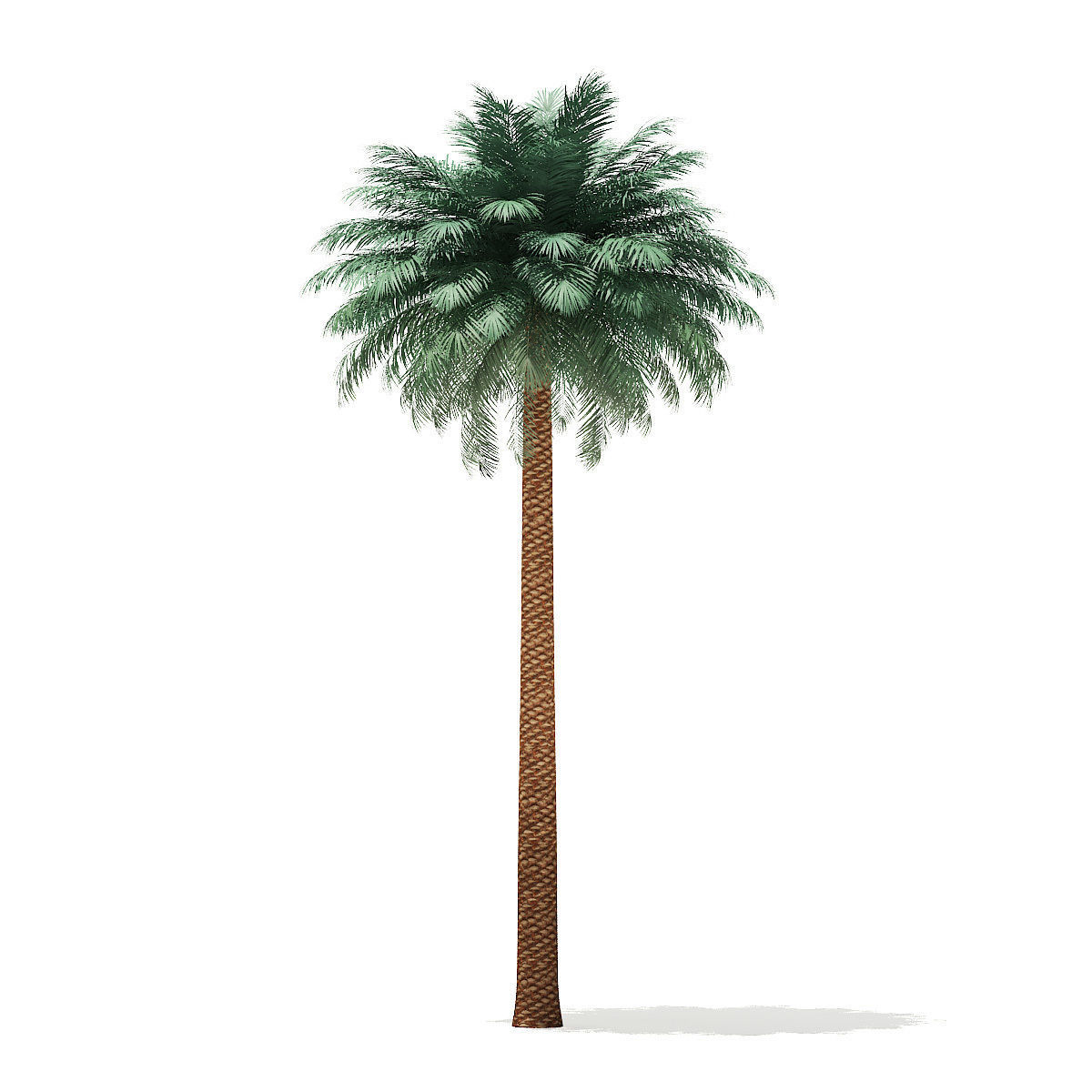 Silver Date Palm Tree 3D Model 11m 3D model_2