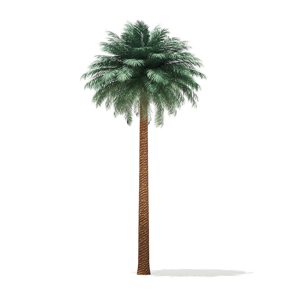 Silver Date Palm Tree 3D Model 11m 3D model_6