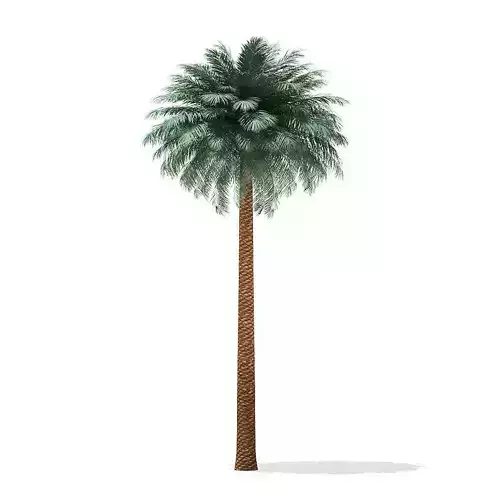 Silver Date Palm Tree 3D Model 11m