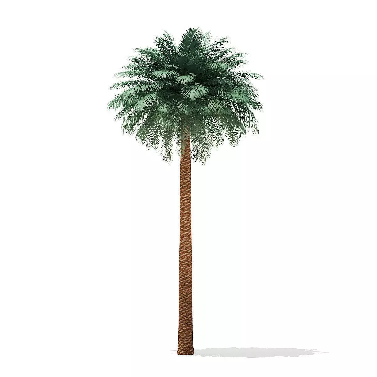 Silver Date Palm Tree 3D Model 11m 3D model_0