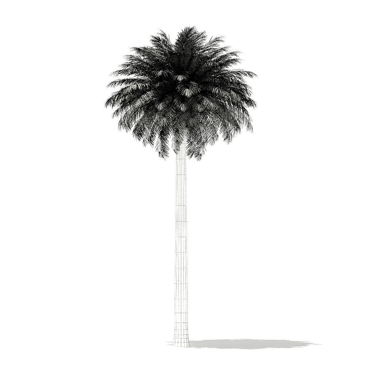 Silver Date Palm Tree 3D Model 11m 3D model_3