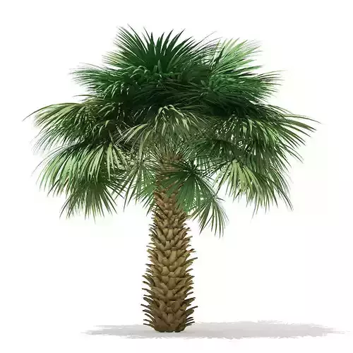 Sabal Palm Tree 3D Model 4m