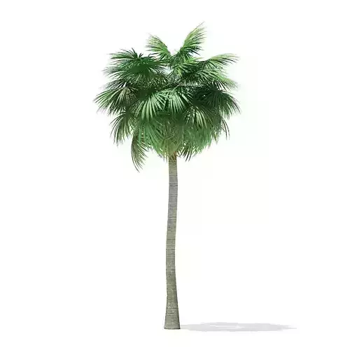 Sabal Palm Tree 3D Model 12m