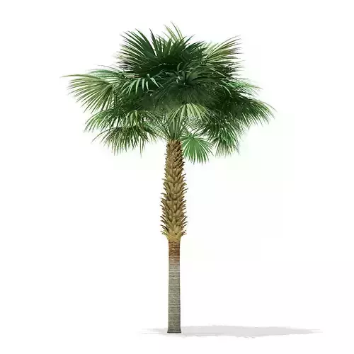 Sabal Palm Tree 3D Model 8m