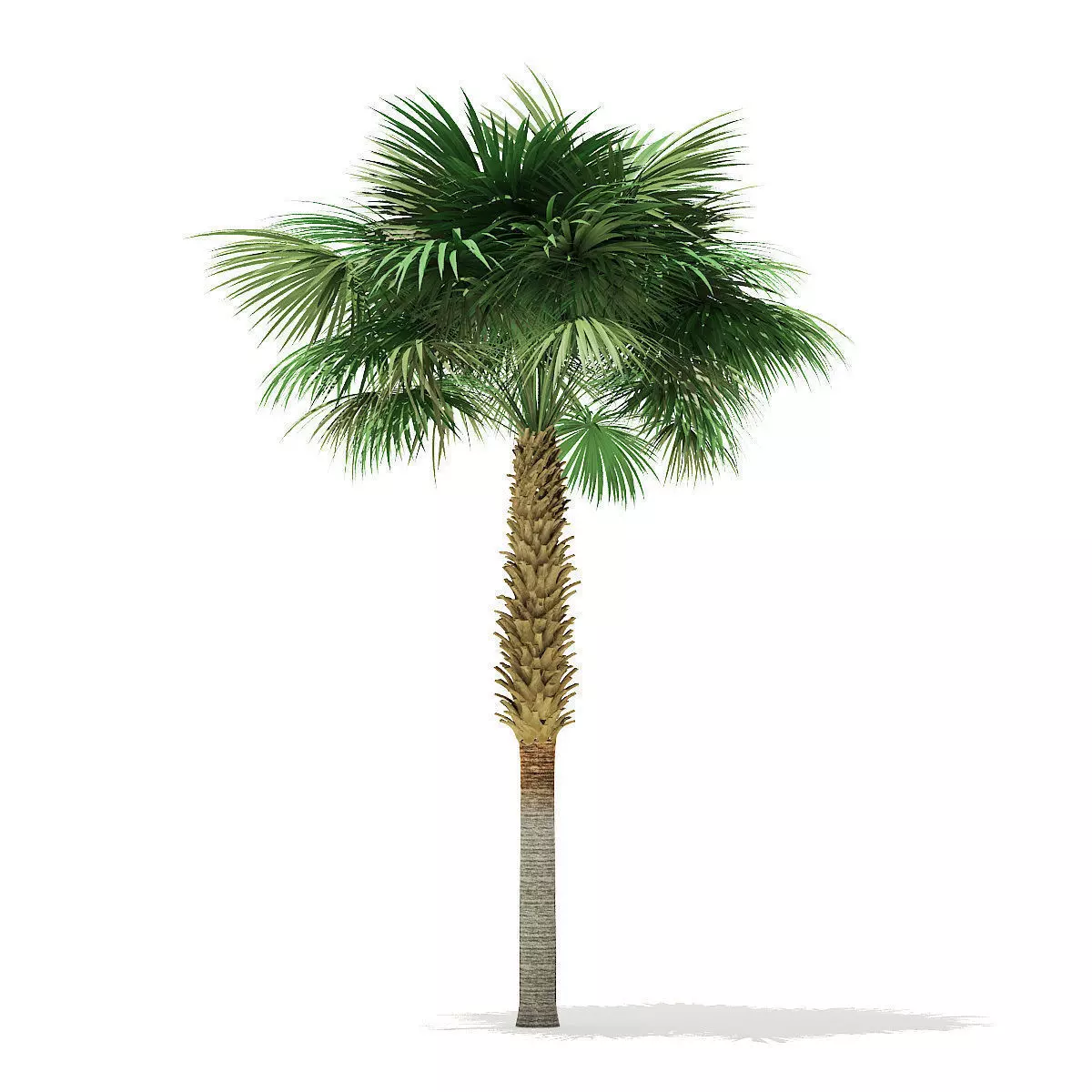 Sabal Palm Tree 3D Model 8m 3D model_0