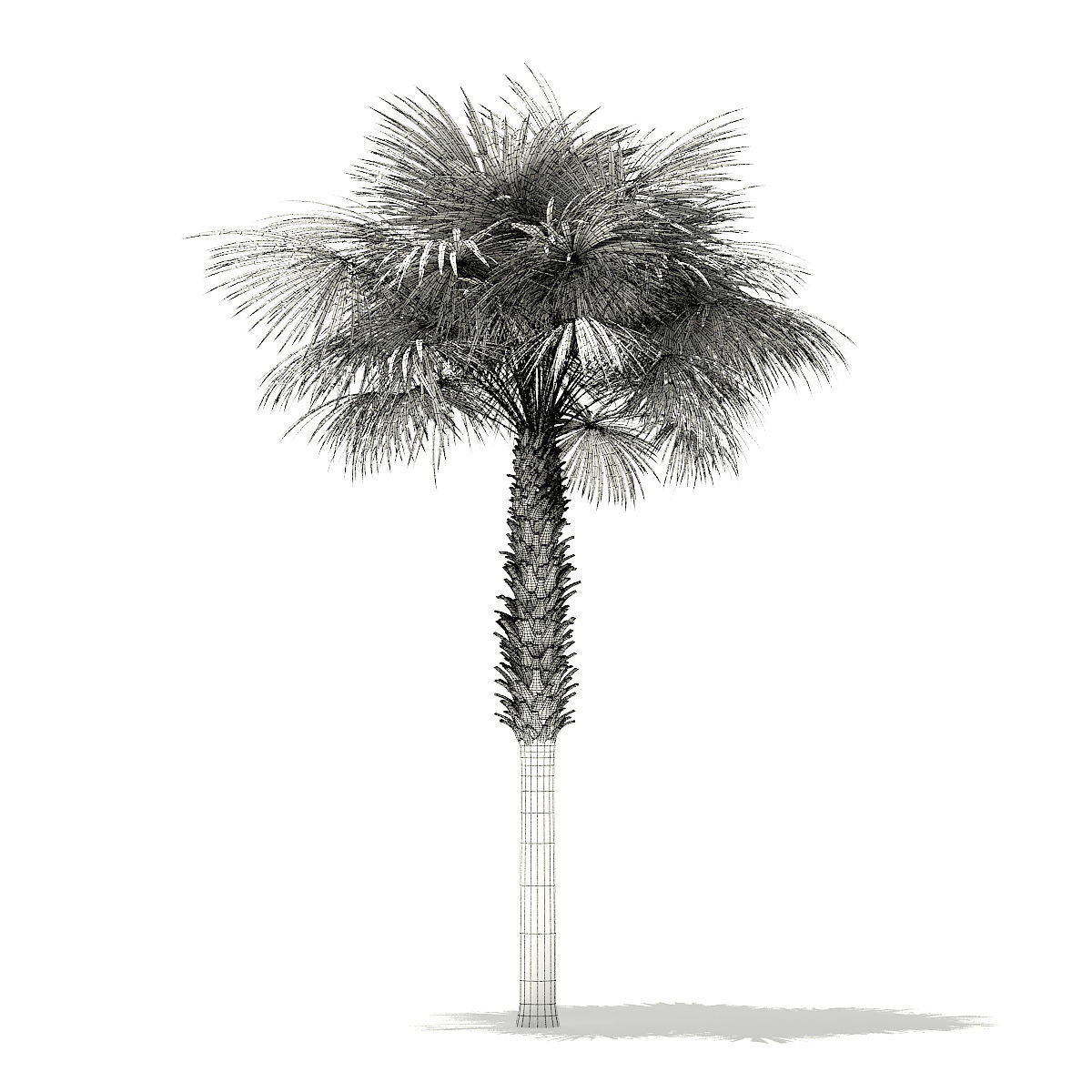 Sabal Palm Tree 3D Model 8m 3D model_3