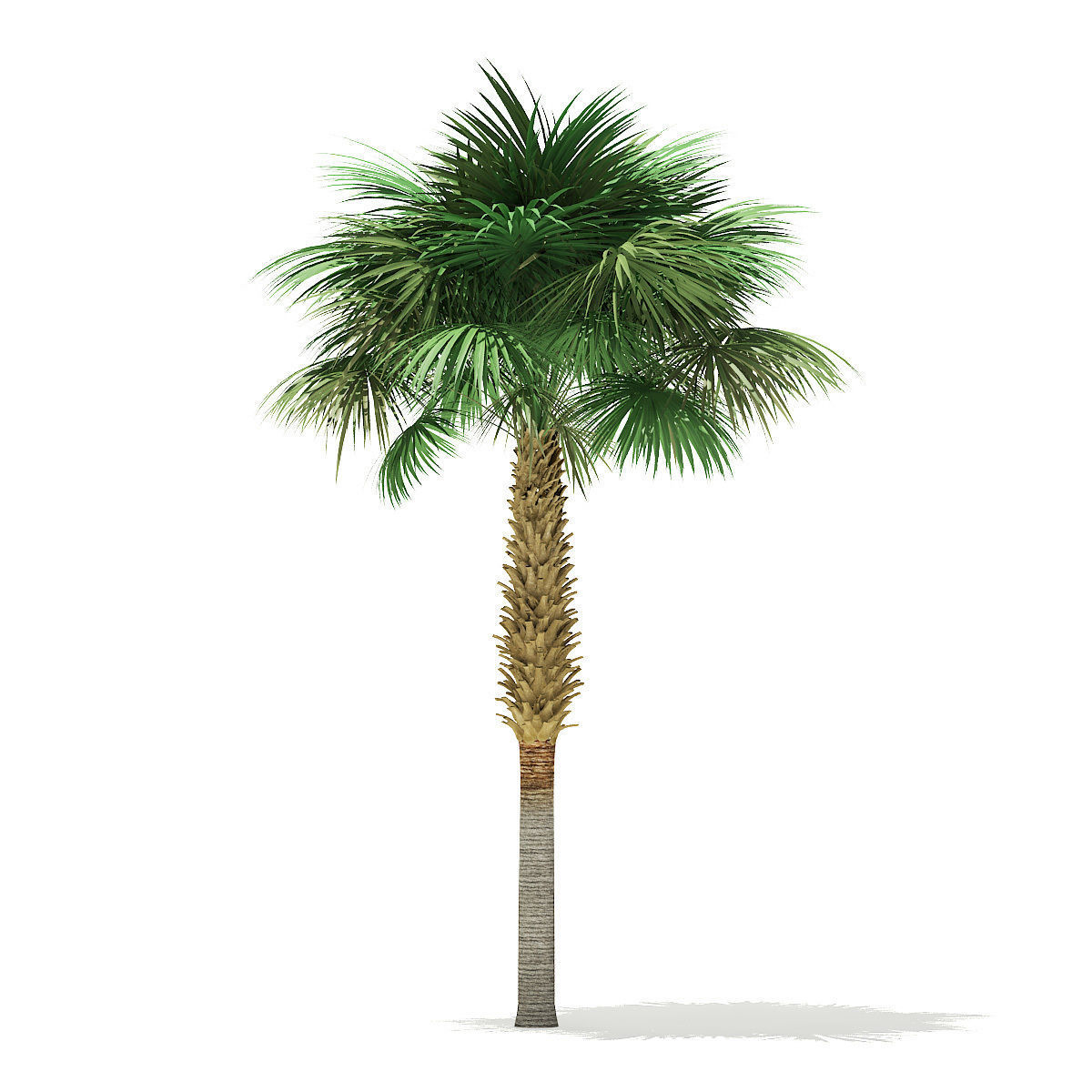 Sabal Palm Tree 3D Model 8m 3D model_6