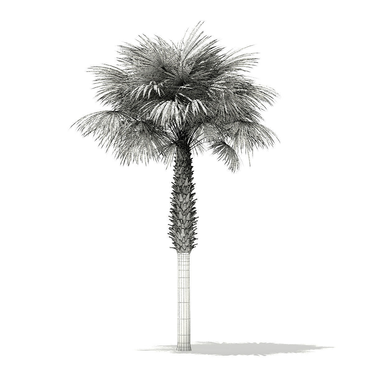 Sabal Palm Tree 3D Model 8m 3D model_5