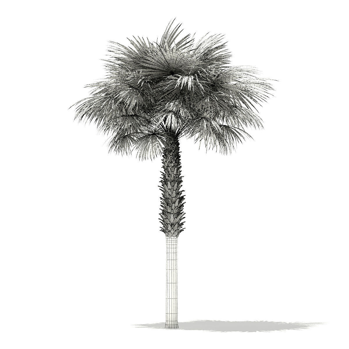 Sabal Palm Tree 3D Model 8m 3D model_7