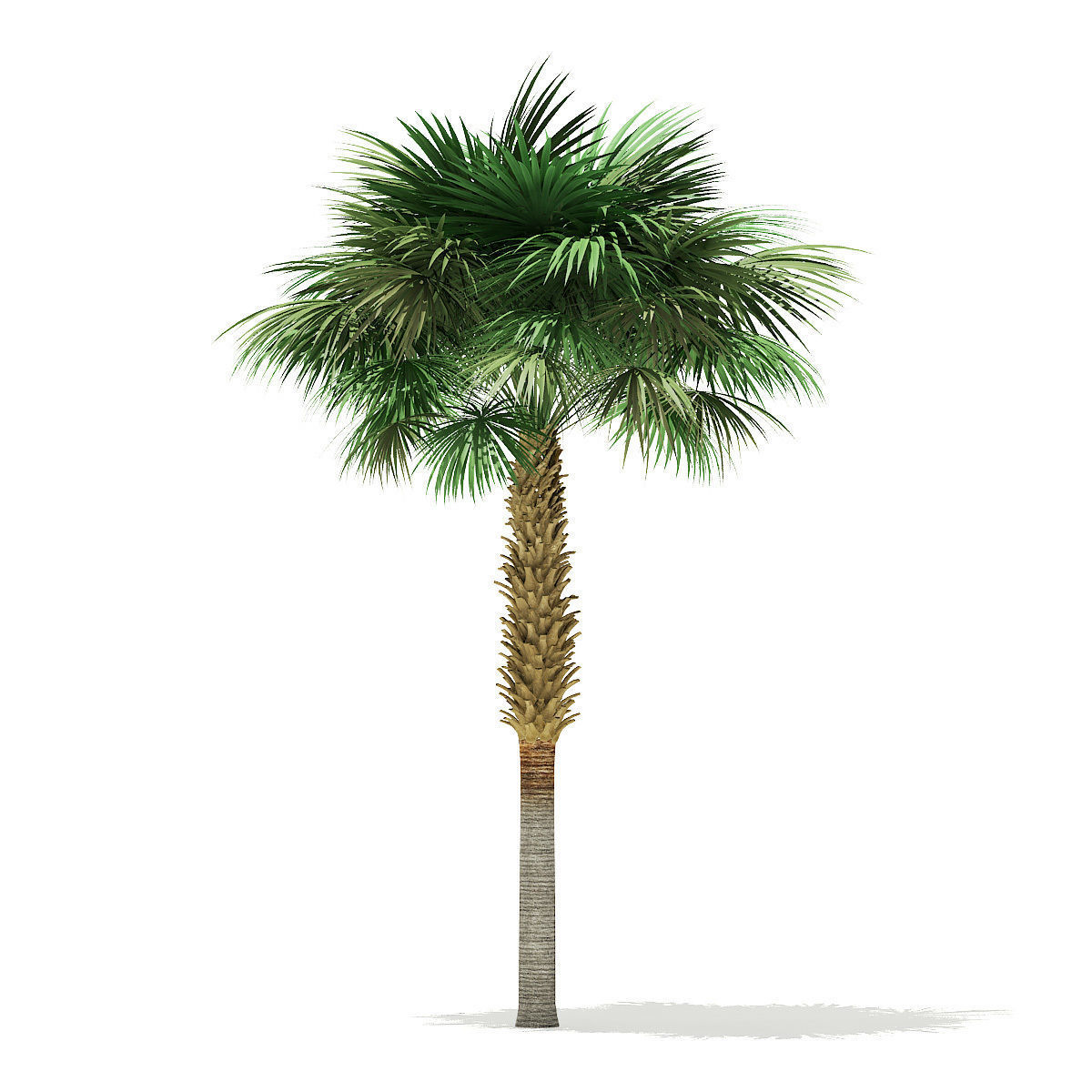 Sabal Palm Tree 3D Model 8m 3D model_4