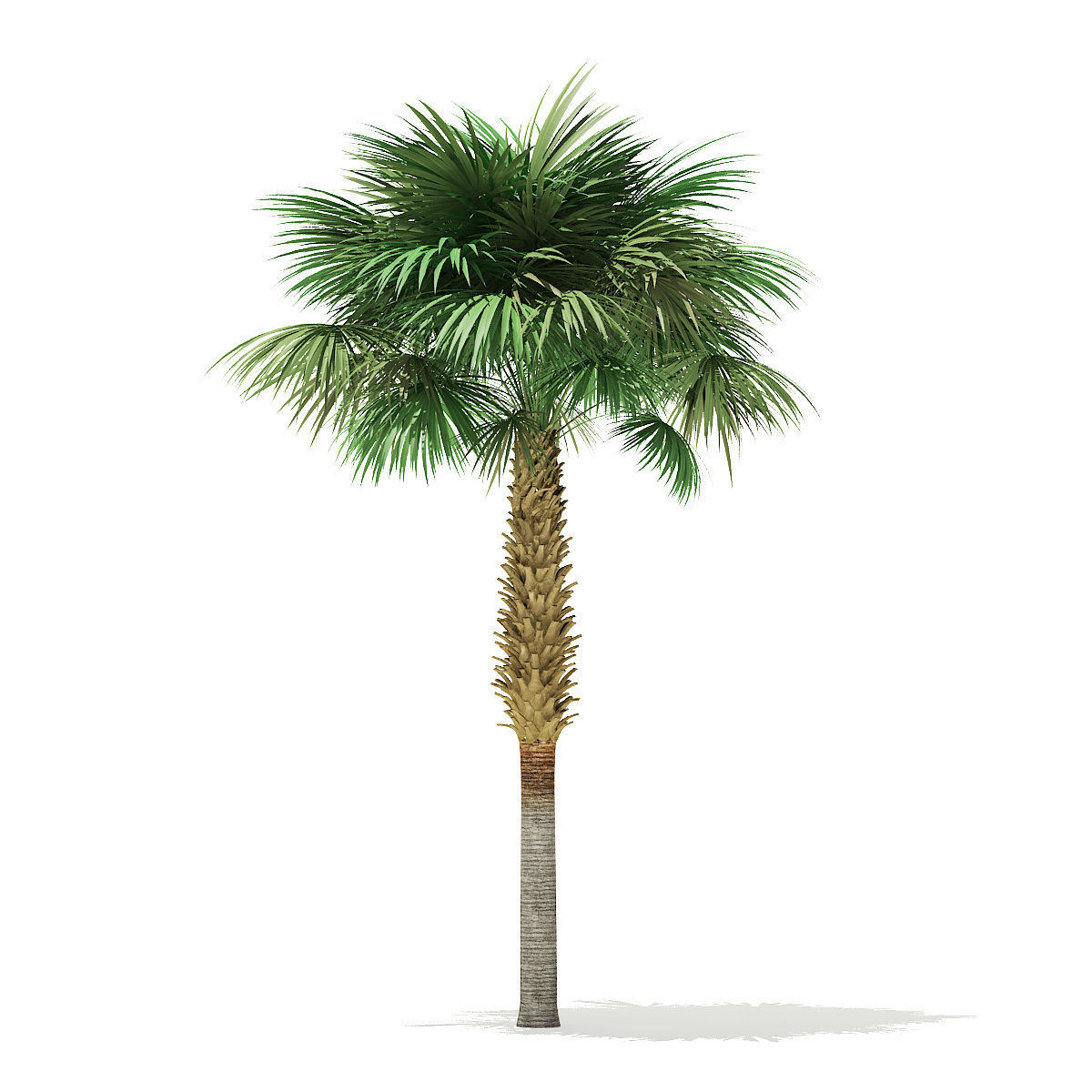 Sabal Palm Tree 3D Model 8m 3D model_2