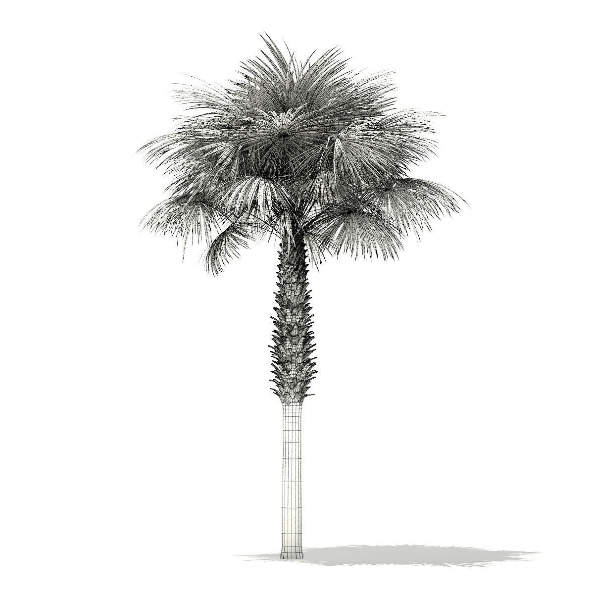 Sabal Palm Tree 3D Model 8m 3D model_1