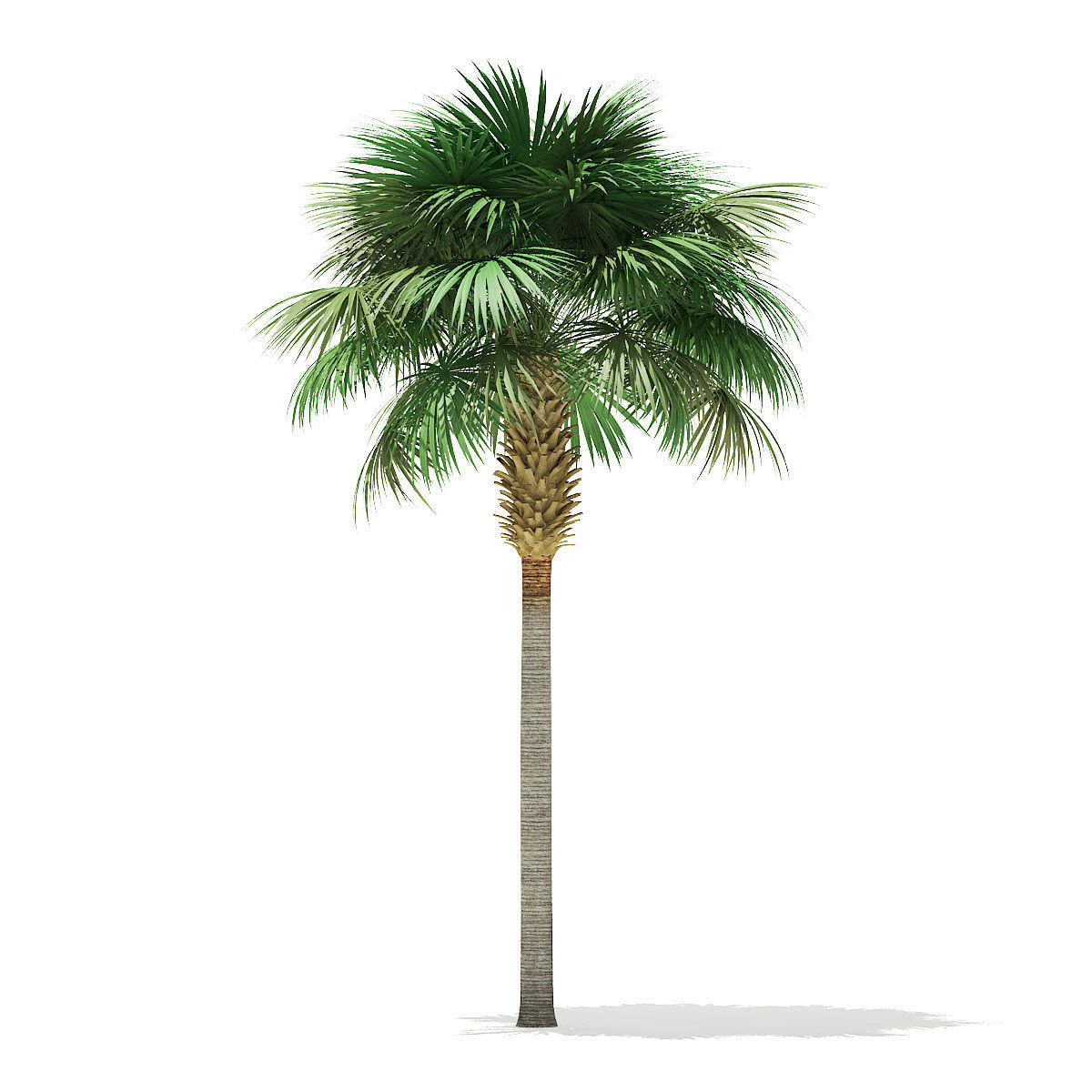 Sabal Palm Tree 3D Model 9m 3D model_6