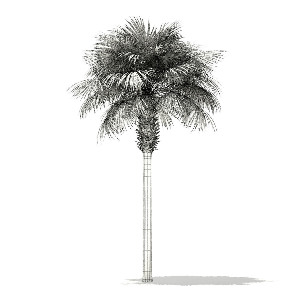 Sabal Palm Tree 3D Model 9m 3D model_1