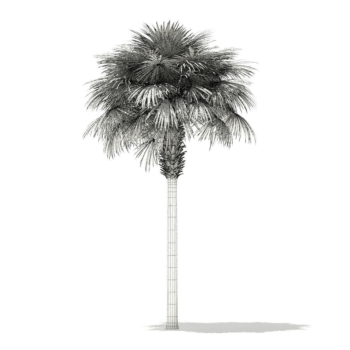 Sabal Palm Tree 3D Model 9m 3D model_3