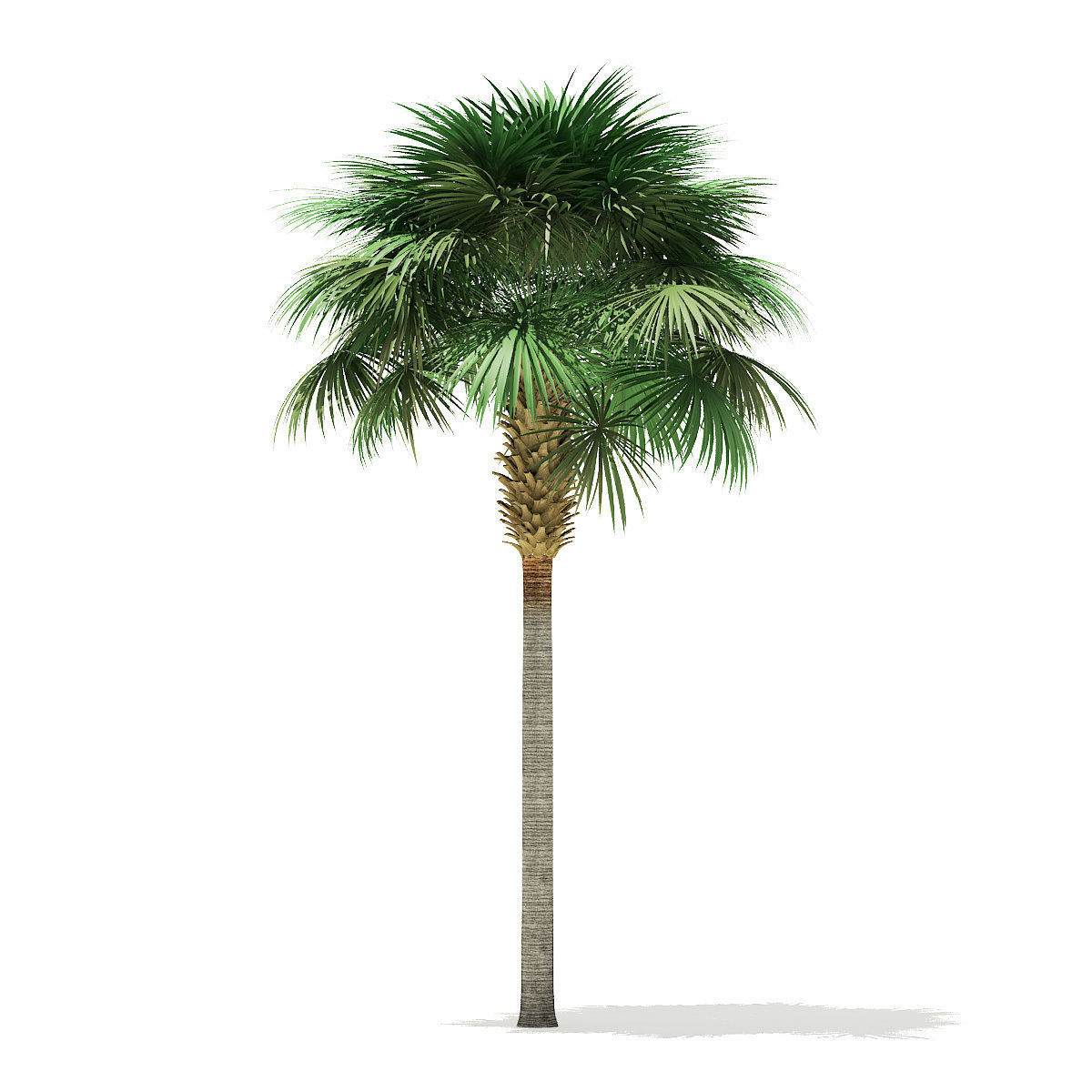 Sabal Palm Tree 3D Model 9m 3D model_4