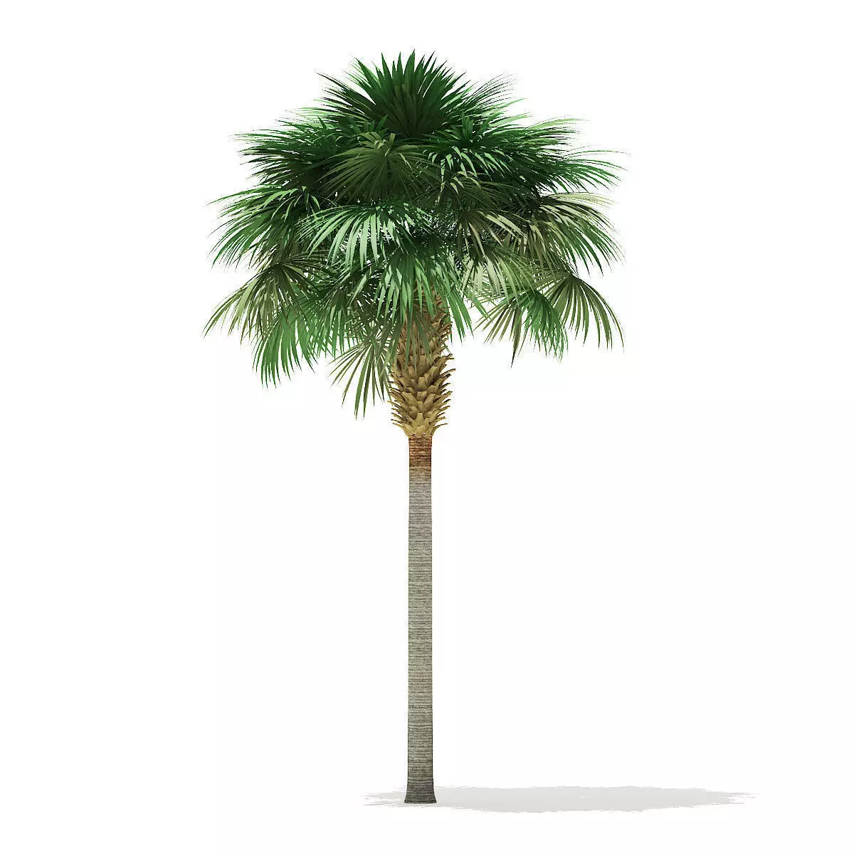 Sabal Palm Tree 3D Model 9m 3D model_0