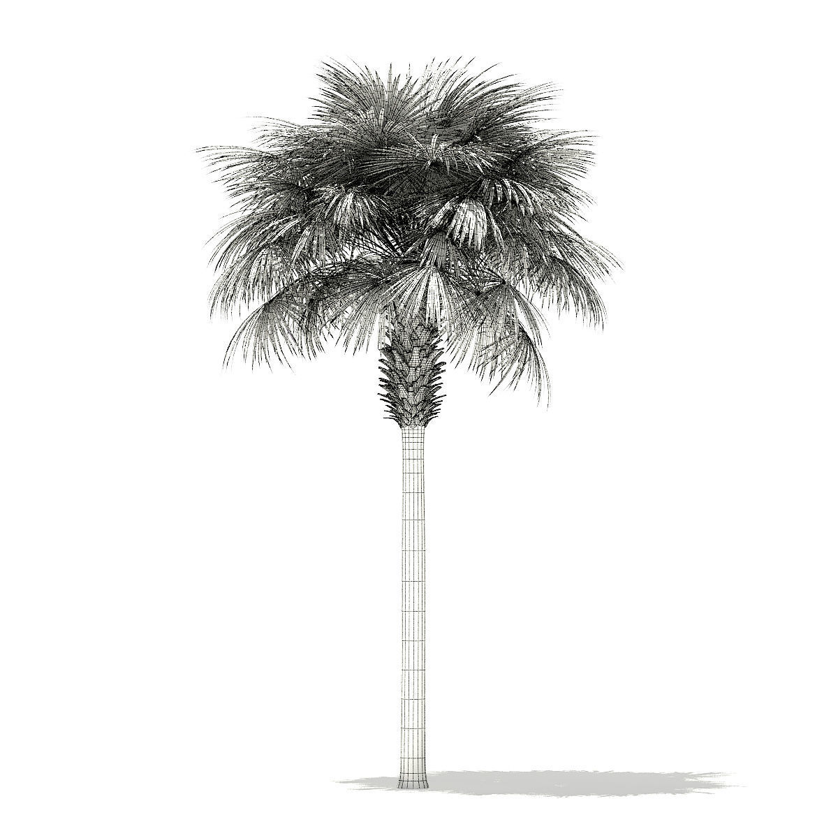 Sabal Palm Tree 3D Model 9m 3D model_5