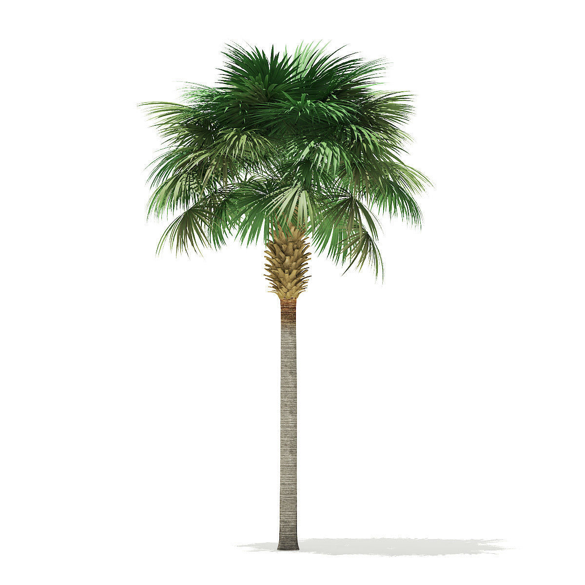 Sabal Palm Tree 3D Model 9m 3D model_2
