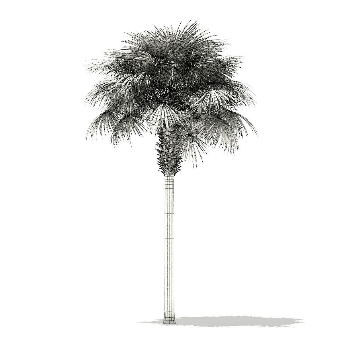 Sabal Palm Tree 3D Model 9m 3D model_7
