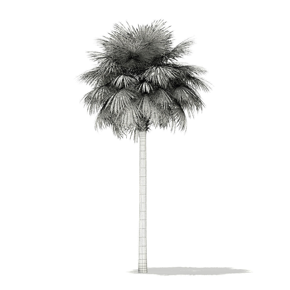 Sabal Palm Tree 3D Model 11m 3D model_5
