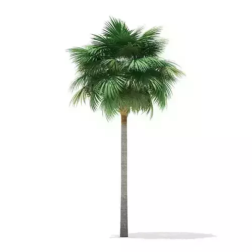 Sabal Palm Tree 3D Model 11m