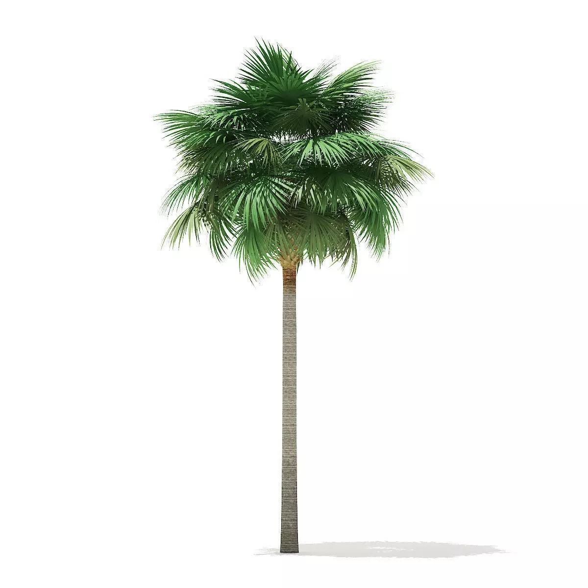 Sabal Palm Tree 3D Model 11m 3D model_0