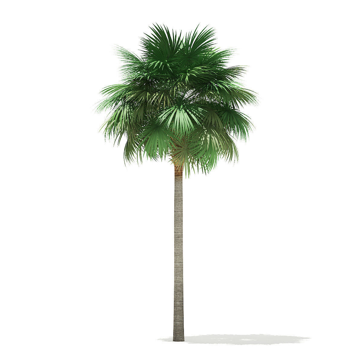 Sabal Palm Tree 3D Model 11m 3D model_6