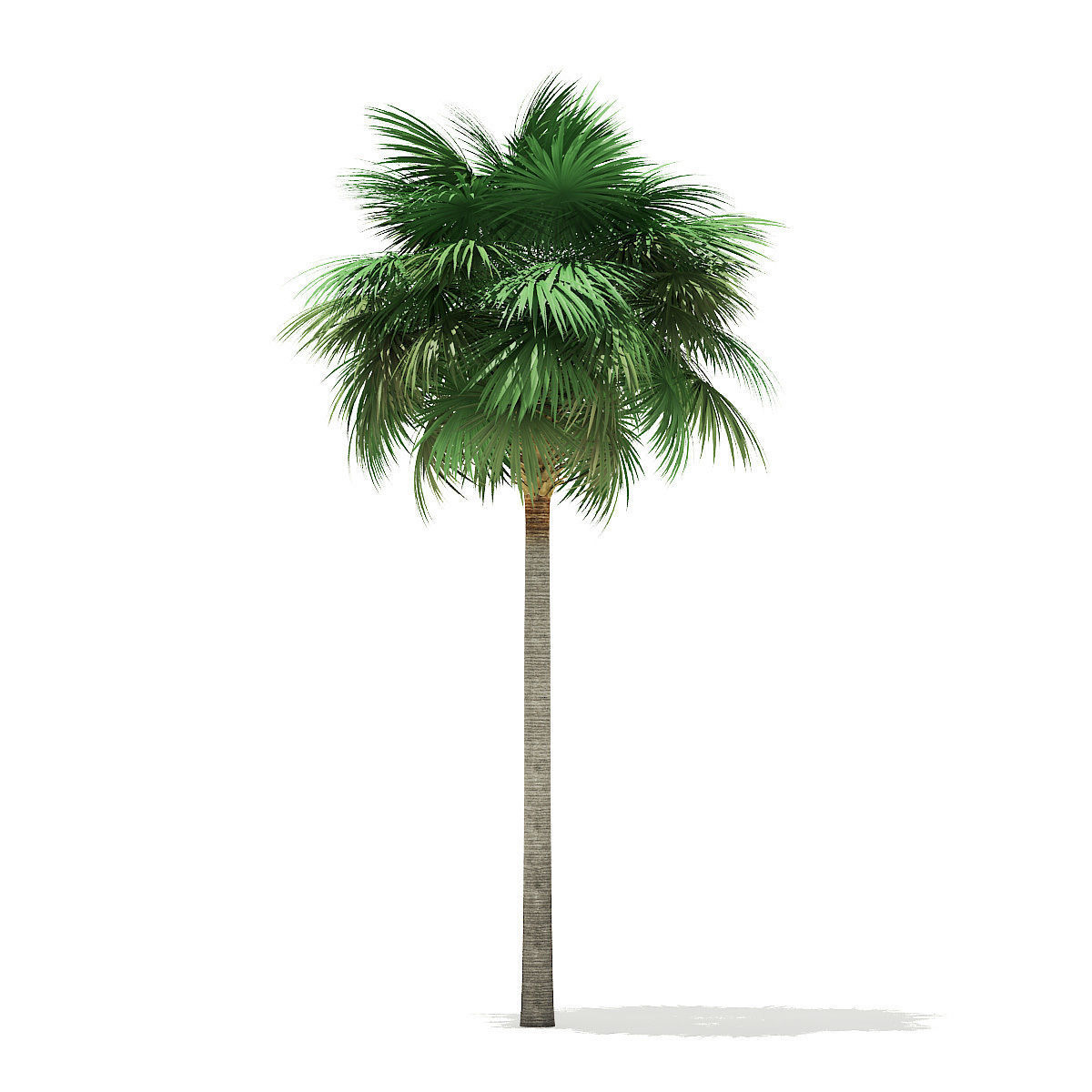 Sabal Palm Tree 3D Model 11m 3D model_4