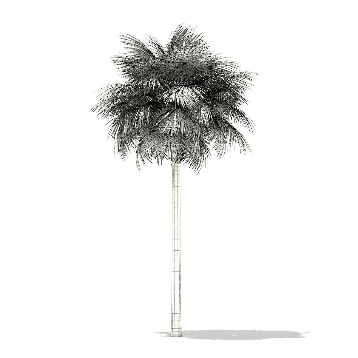 Sabal Palm Tree 3D Model 11m 3D model_7