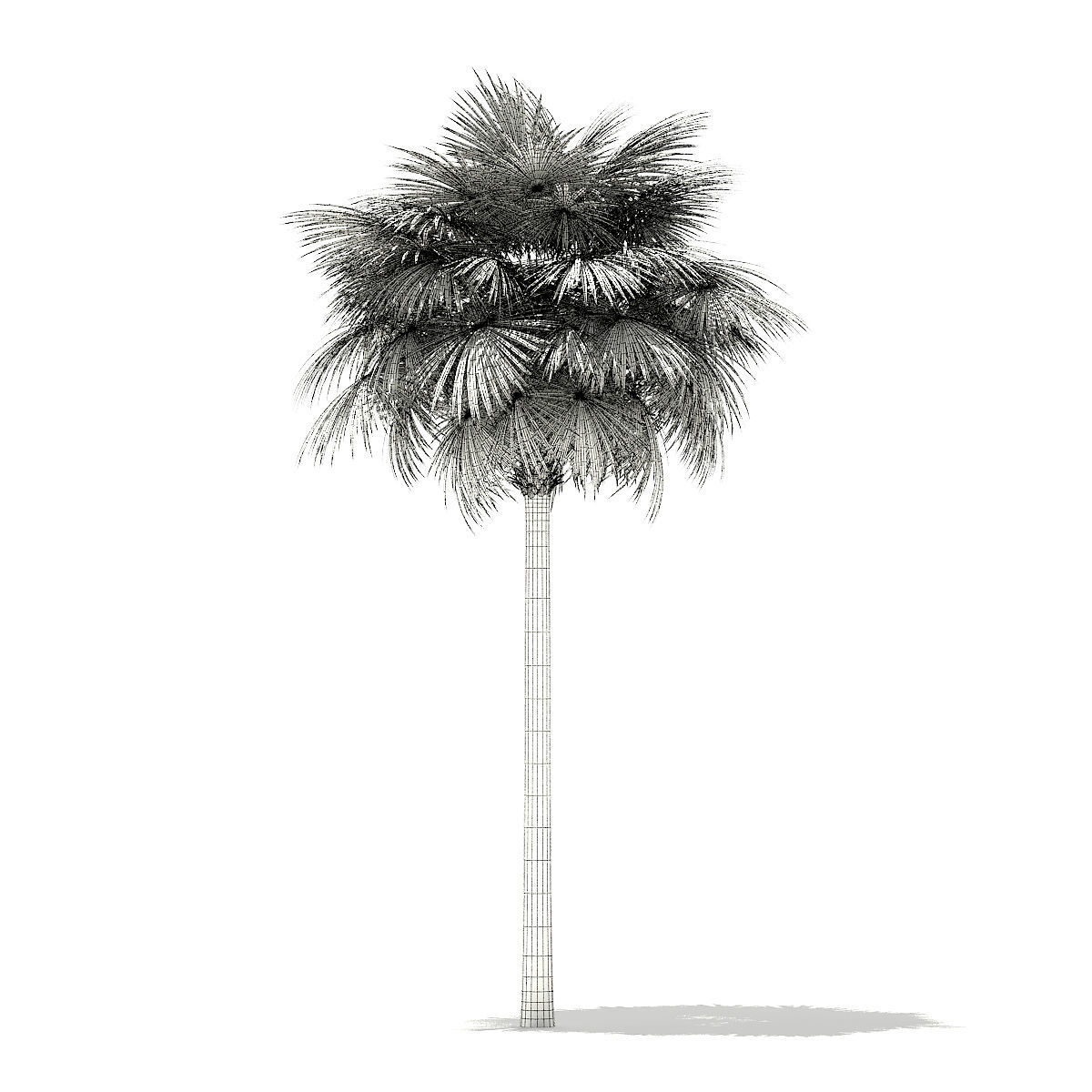 Sabal Palm Tree 3D Model 11m 3D model_3