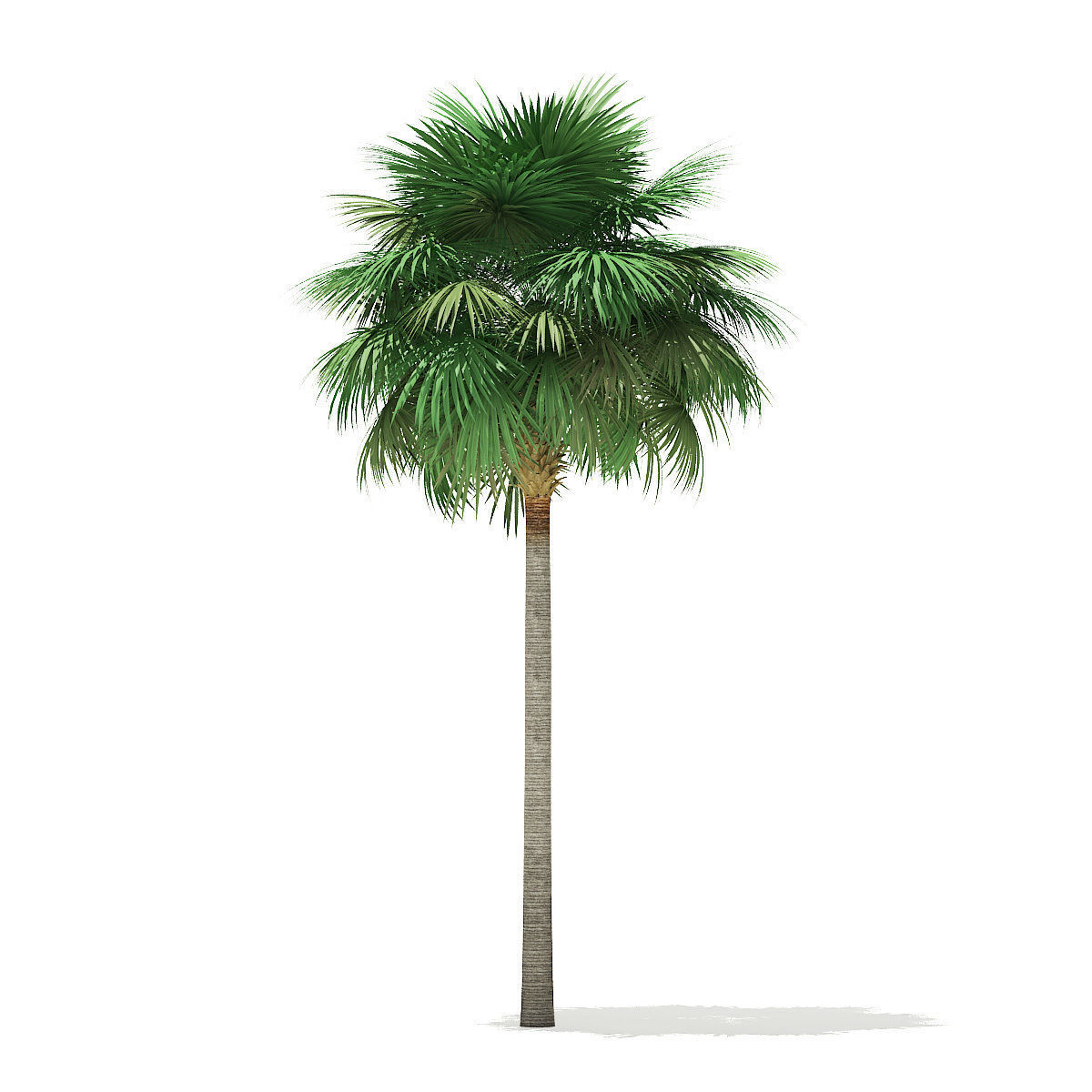 Sabal Palm Tree 3D Model 11m 3D model_2