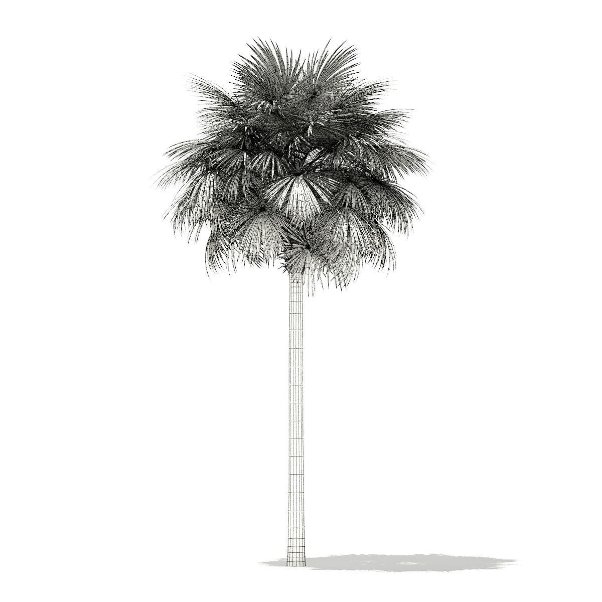 Sabal Palm Tree 3D Model 11m 3D model_1