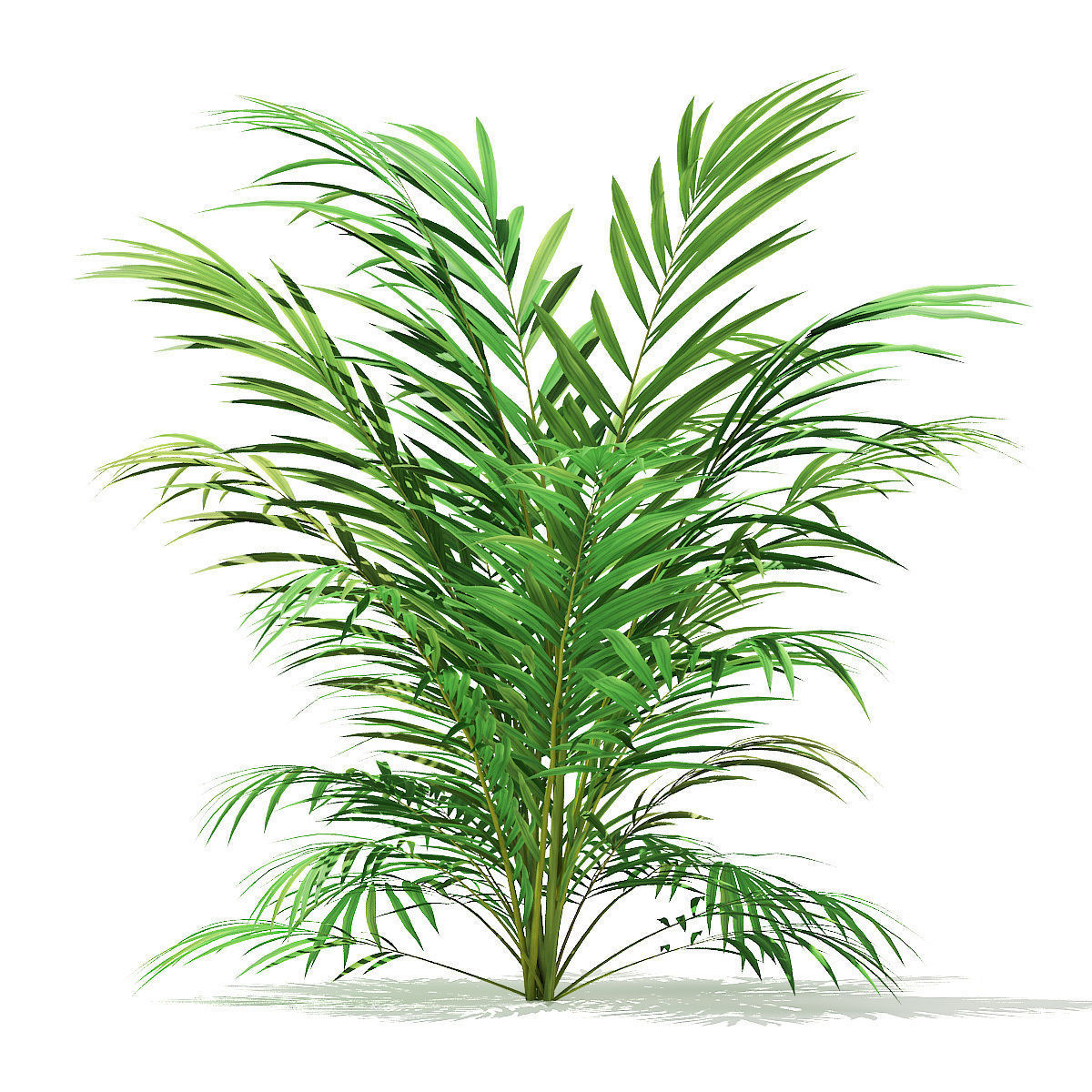 Golden Cane Palm Tree 3D Model 2m 3D model_4