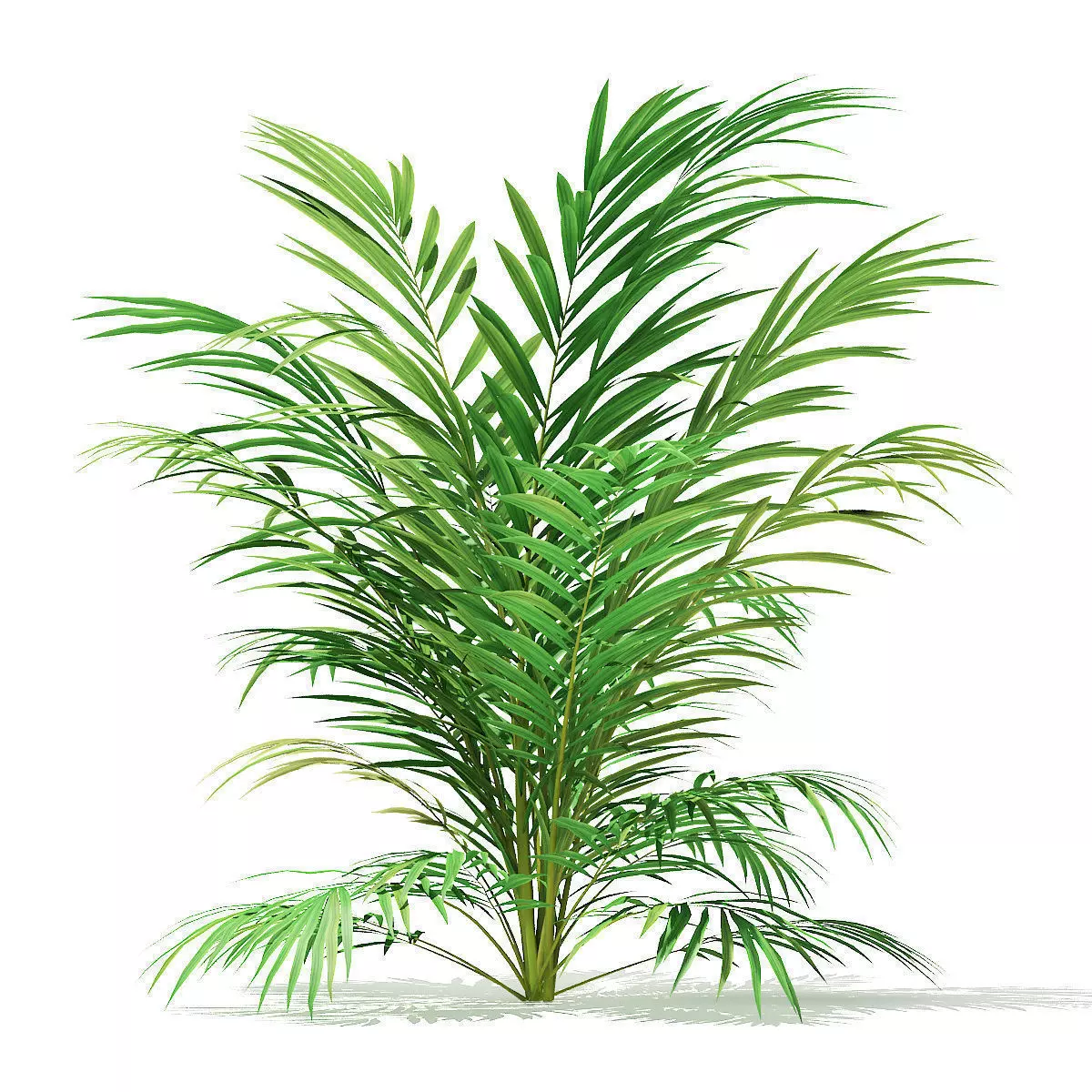 Golden Cane Palm Tree 3D Model 2m 3D model_0