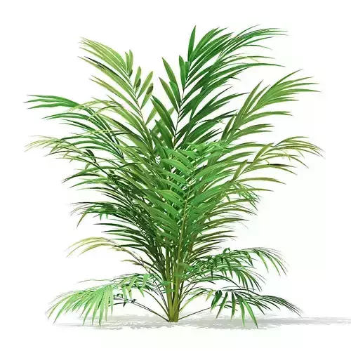 Golden Cane Palm Tree 3D Model 2m