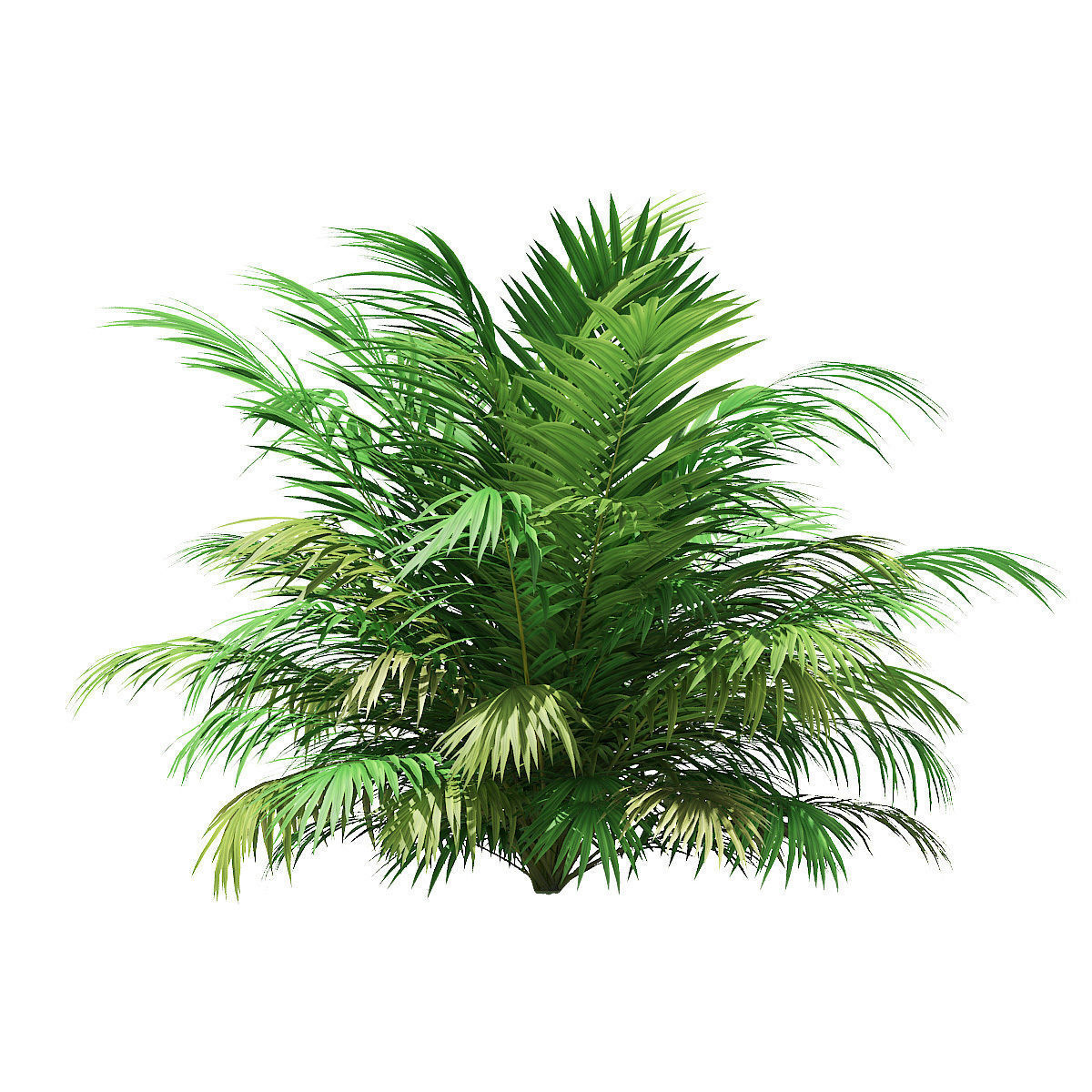 Golden Cane Palm Tree 3D Model 3m 3D model_2