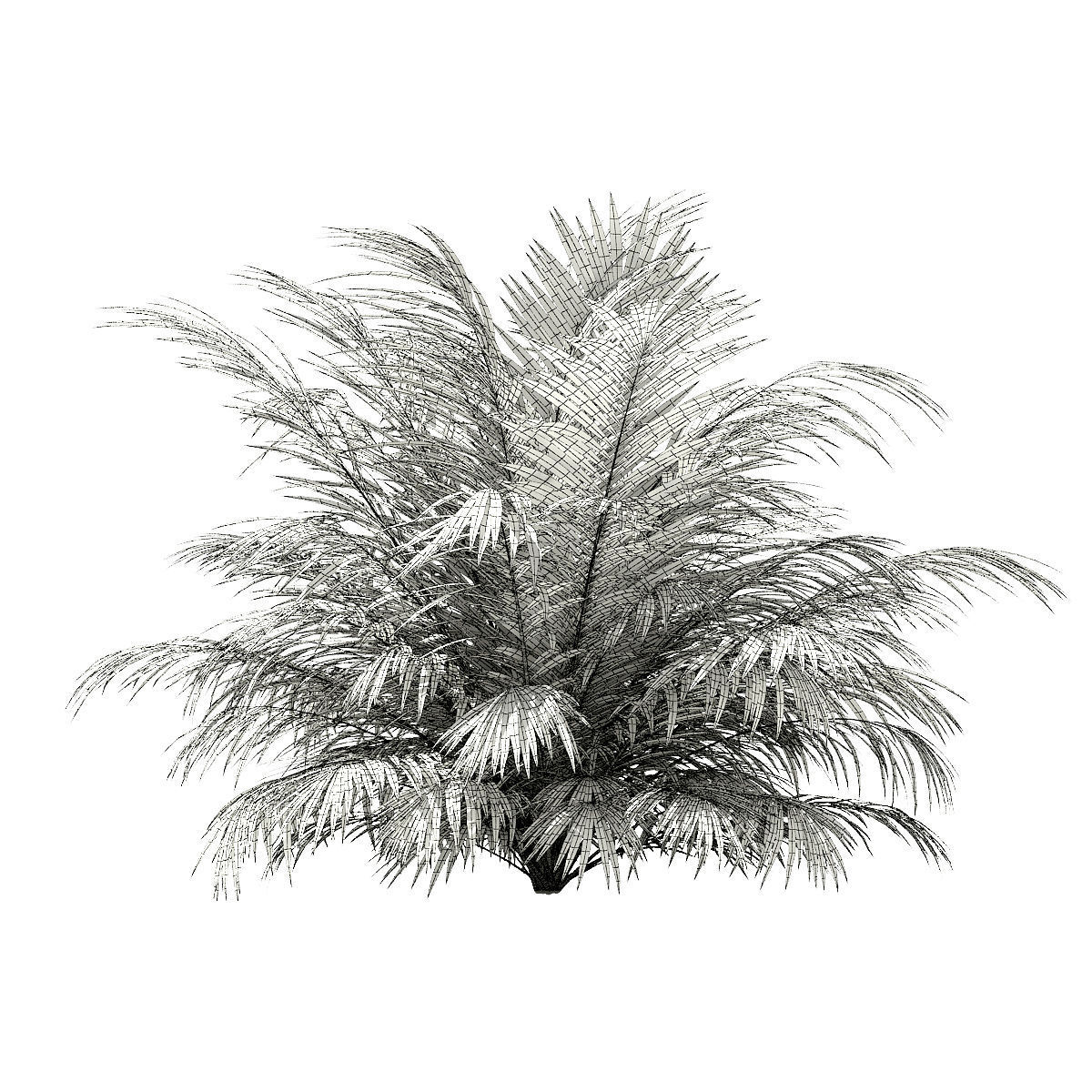 Golden Cane Palm Tree 3D Model 3m 3D model_5