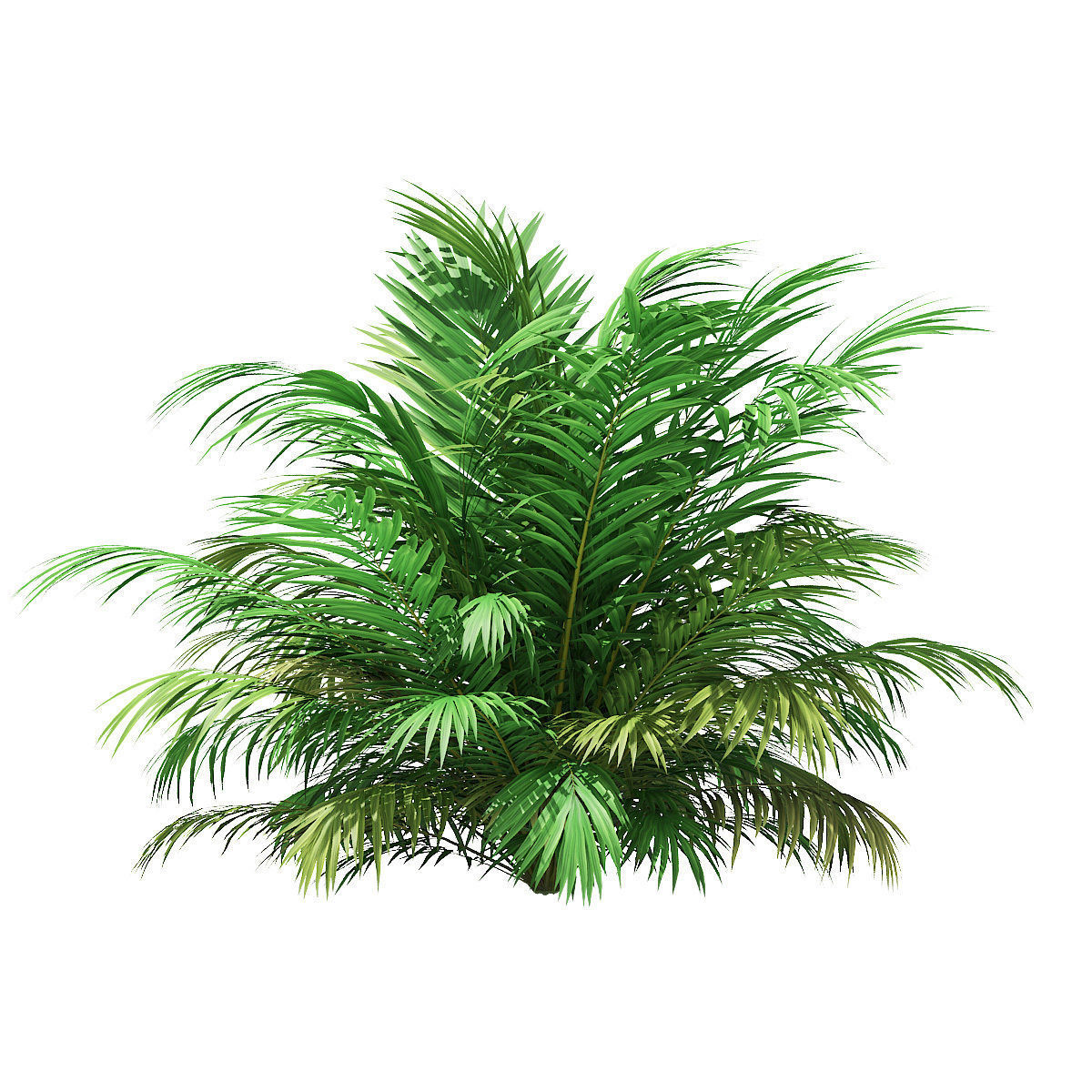 Golden Cane Palm Tree 3D Model 3m 3D model_6