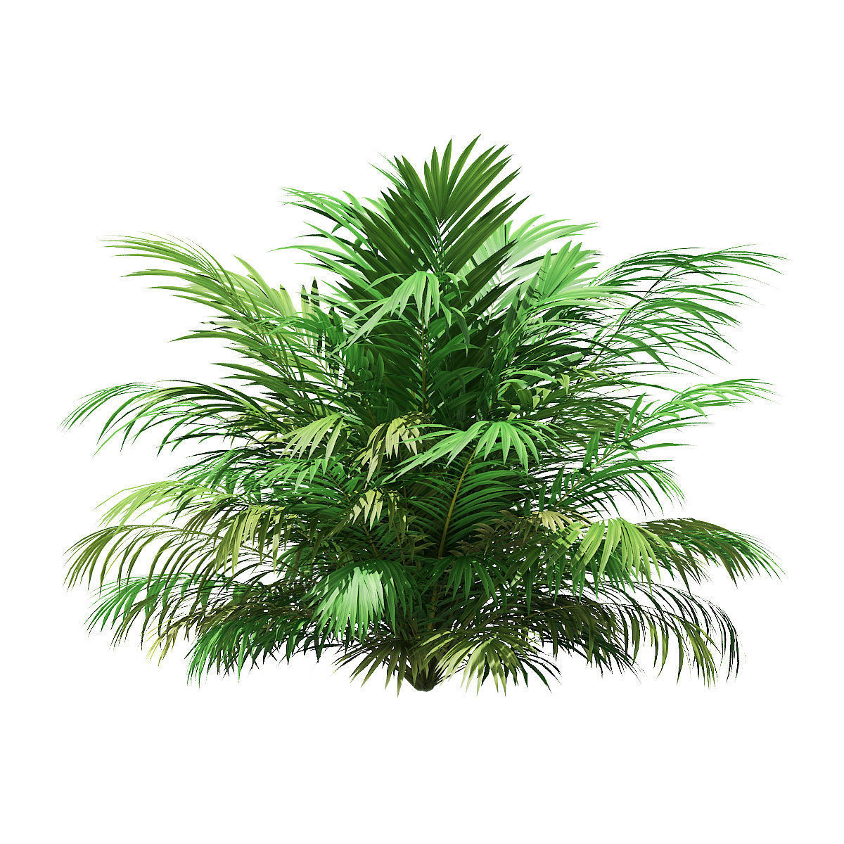 Golden Cane Palm Tree 3D Model 3m 3D model_4