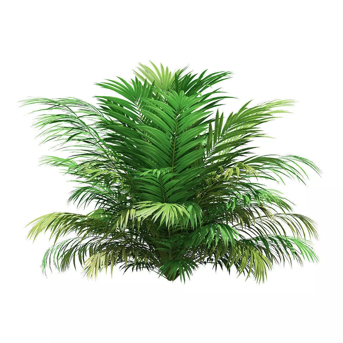 Golden Cane Palm Tree 3D Model 3m 3D model_0