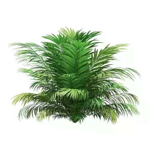 Golden Cane Palm Tree 3D Model 3m