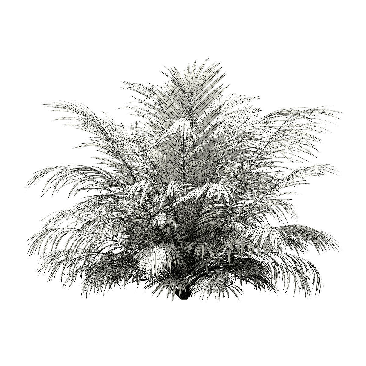 Golden Cane Palm Tree 3D Model 3m 3D model_7