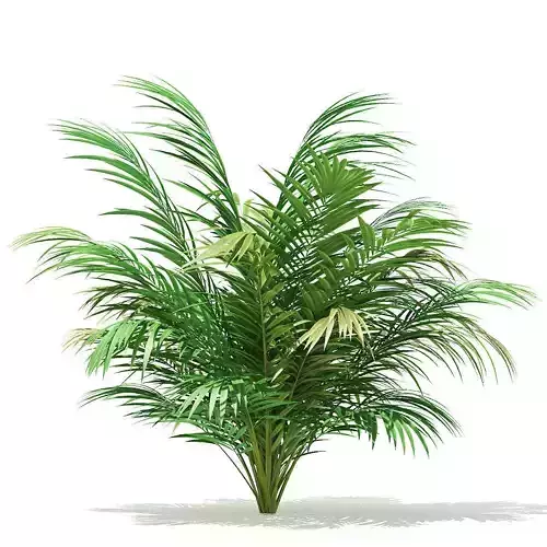 Golden Cane Palm Tree 3D Model 2m 3D model