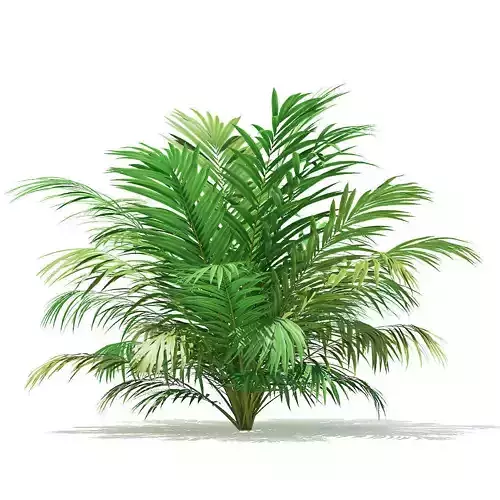 Golden Cane Palm Tree 3D Model 2m